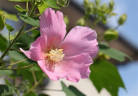 芙蓉 毒性|フヨウ（芙蓉） (ケア, 特徴, 花, 画像)